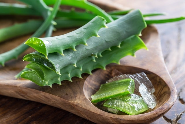 Aloe vera 