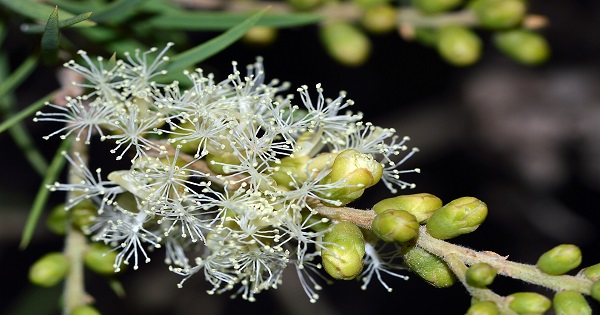 Óleo Essencial de Melaleuca: Benefícios, Funções e Receitas