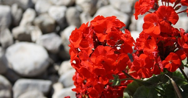 Óleo Essencial de Gerânio: Funções, Benefícios e Receitas Naturais