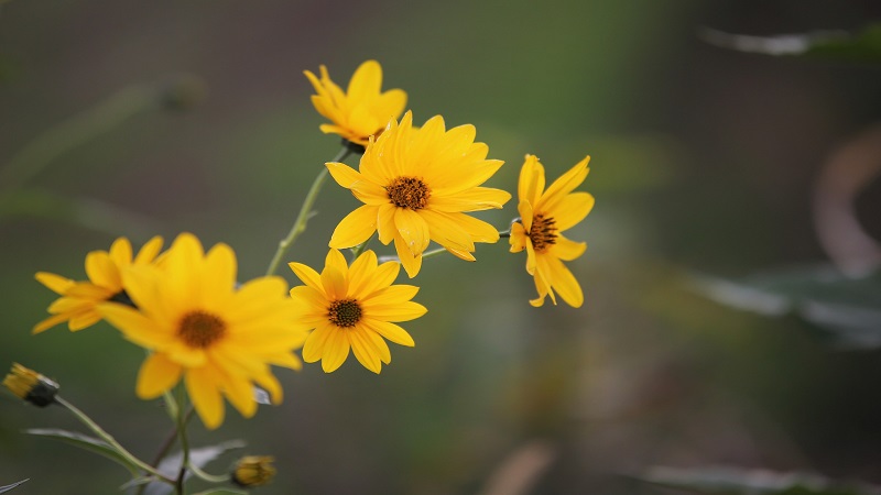 Benefícios da Arnica e Suas Propriedades Medicinais