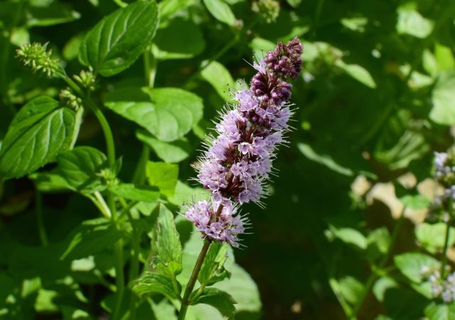  óleo essencial de Patchouli