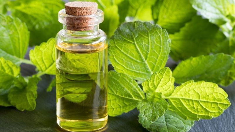 Óleo Essencial de Patchouli: Funções, Benefícios e Receitas